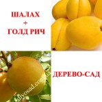 Абрикос ГОЛД РИЧ + ШАЛАХ, Дерево-Cад