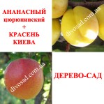 Абрикос КРАСЕНЬ КИЕВА + АНАНАСНЫЙ цюрупинский, Дерево-Сад