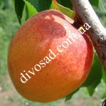 Абрикос КРАСНОЩЁКИЙ