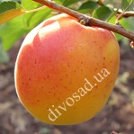 Абрикос ХАР ГРАНД