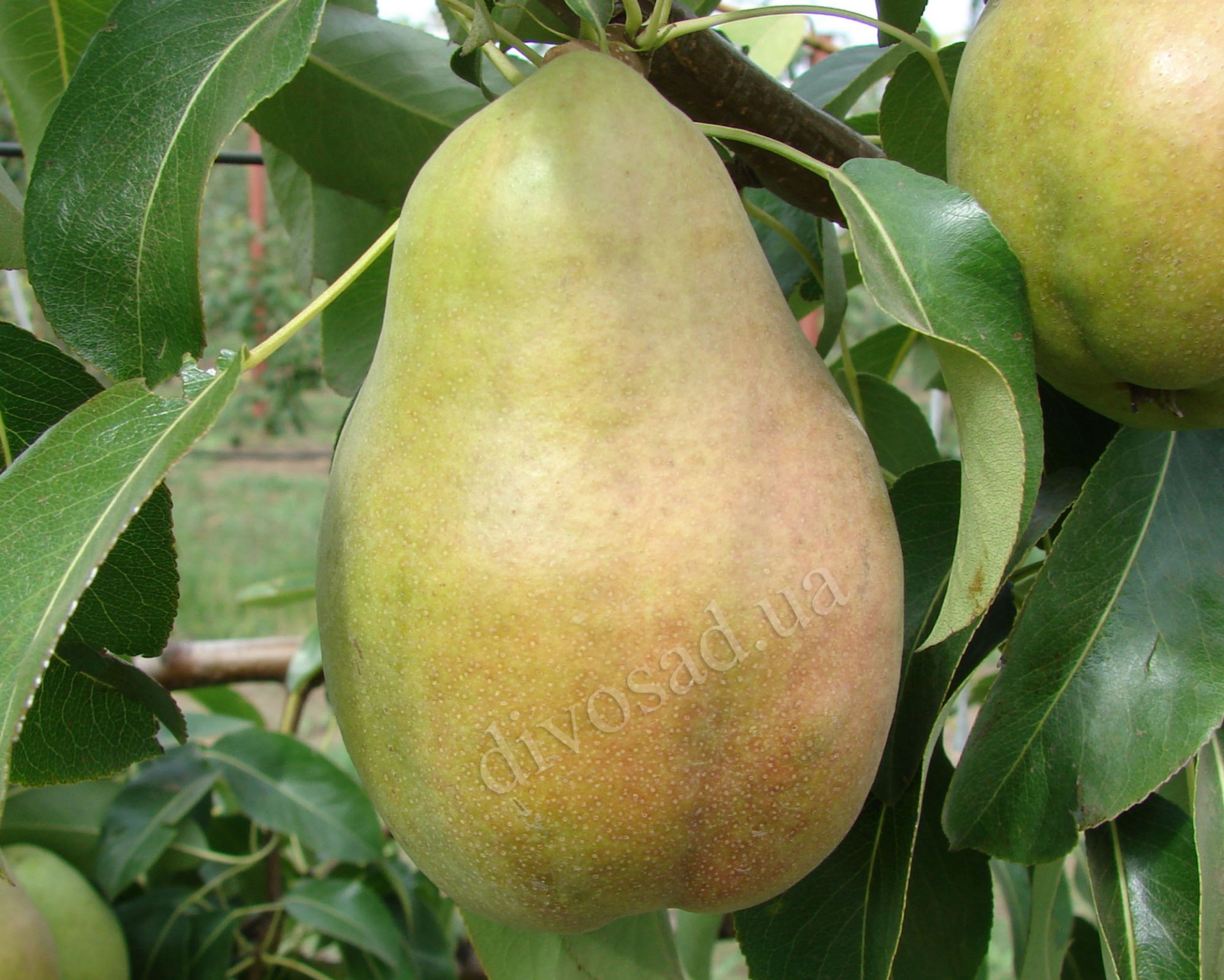 Груша сорт мария фото отзывы Груша сорт мария фото отзывы