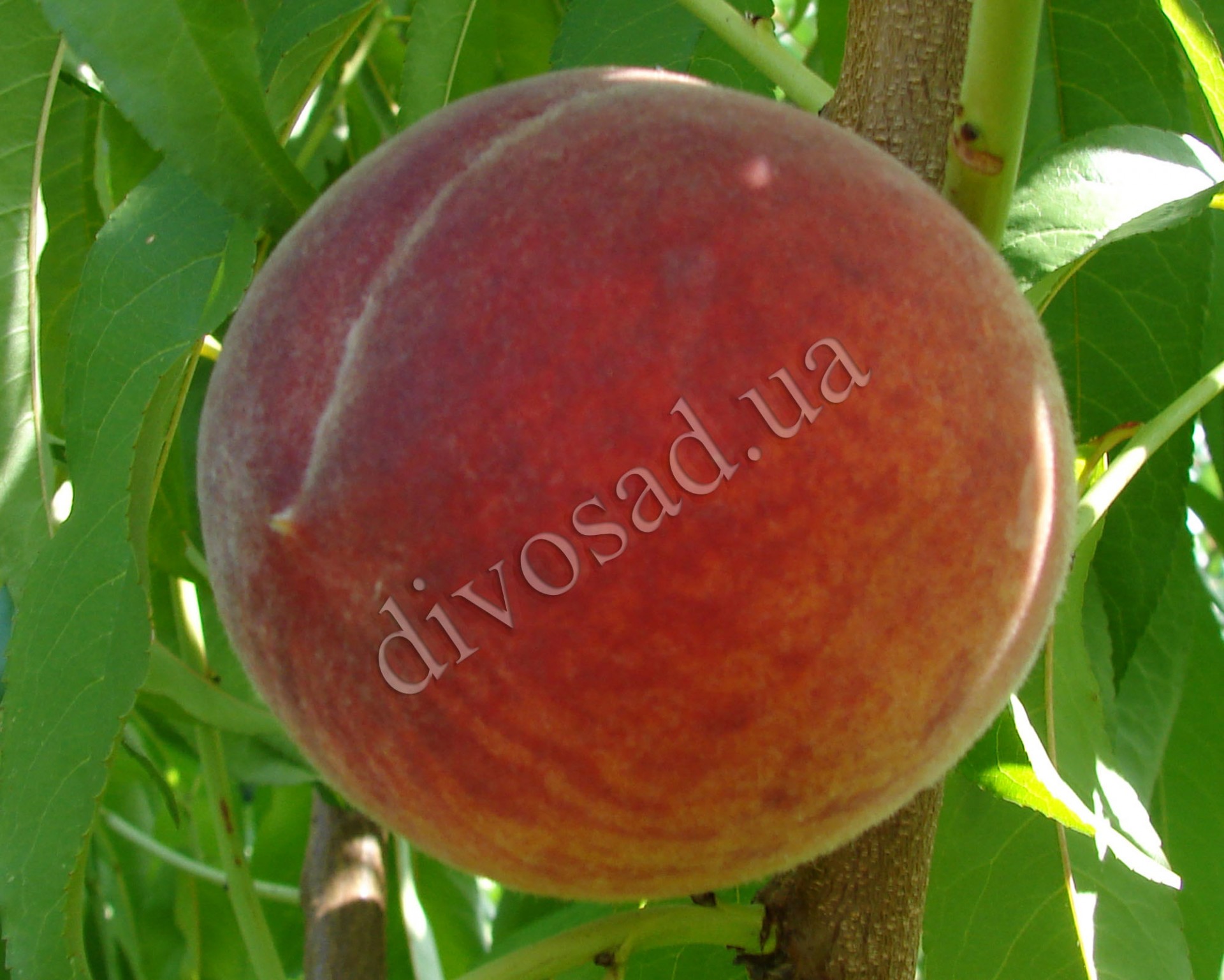 www.divosad.com.ua - Каталог - Сорта персиков, устойчивые к грибковымизаболеваниям