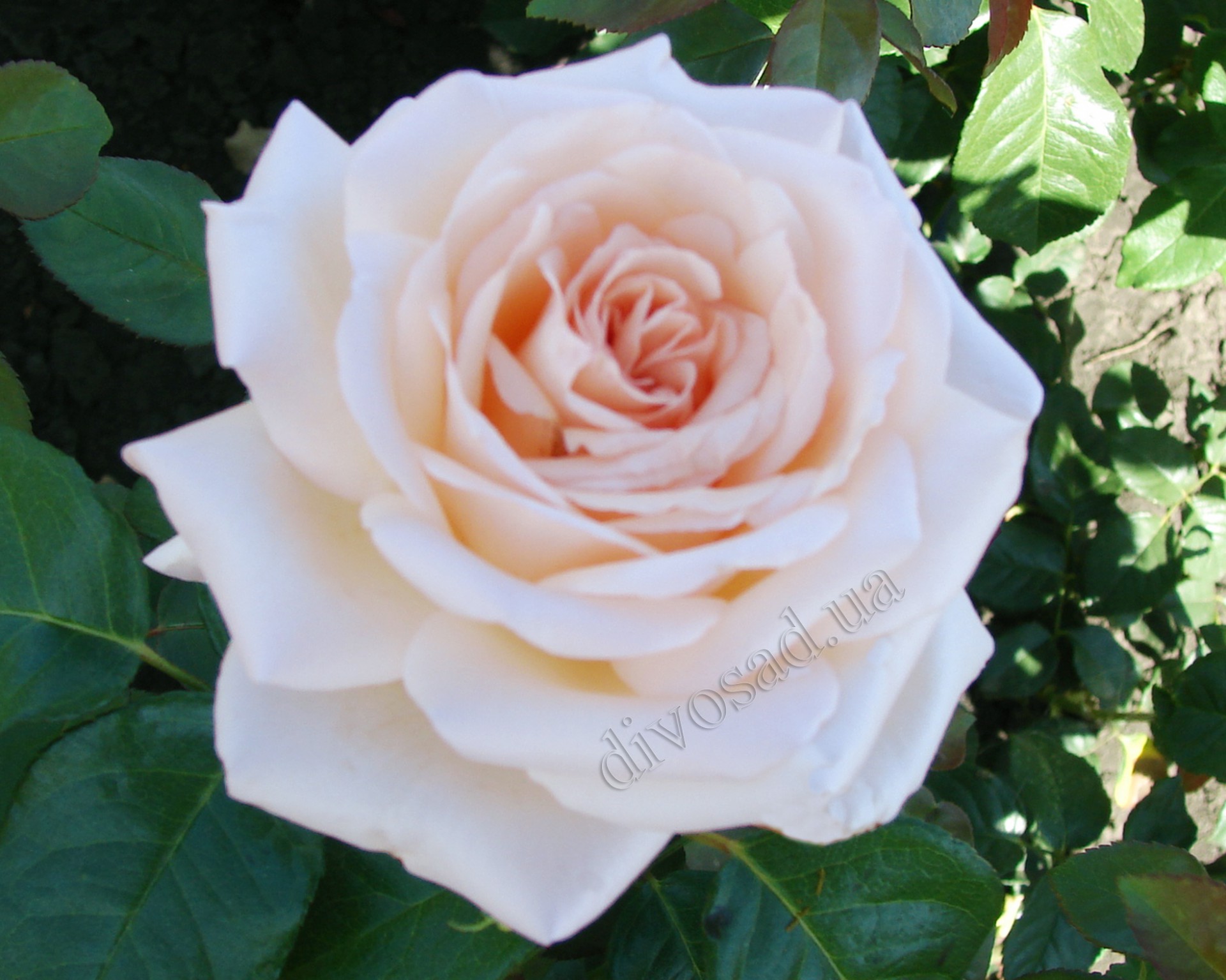 Белые Розы Сорта Фото
