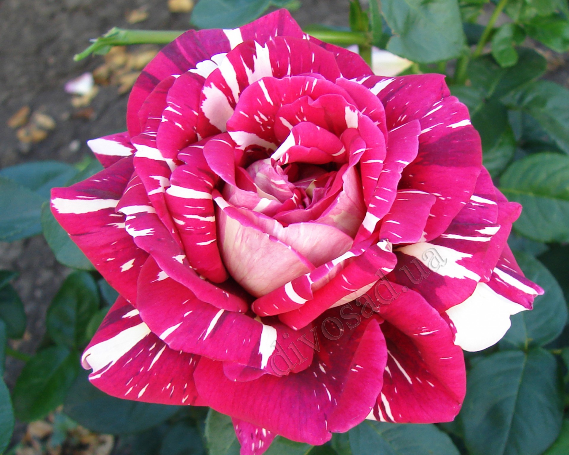 roza-chayno-gibridnaya-i-floribunda-pyos