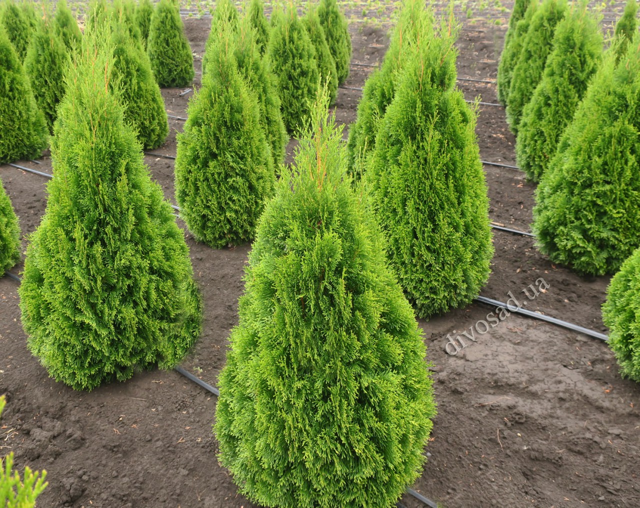 Tuya Smaragd on the site: the subtleties of planting and care 37 Tuya Smaragd on the site: the subtleties of planting and care 62
