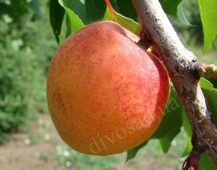 Абрикос Киевский Ранний, Apricot Kiev Еarly купить, цена Киев Ранние сорта абрикоса: описание сортов, фото и характеристики