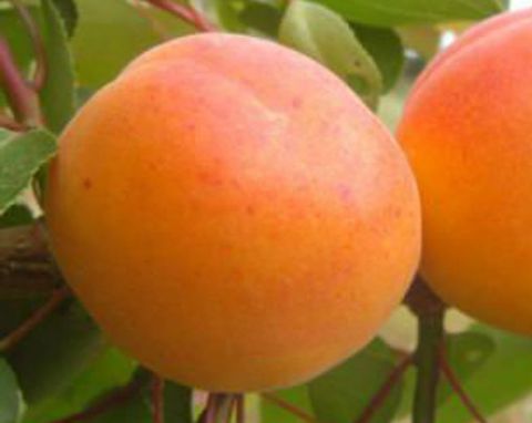 Ранний абрикос - саженцы раннего абрикоса ТМ Дивосад