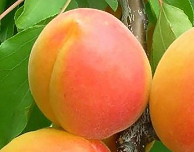 www.divosad.com.ua - Каталог - Сорта абрикоса с высокой зимостойкостью