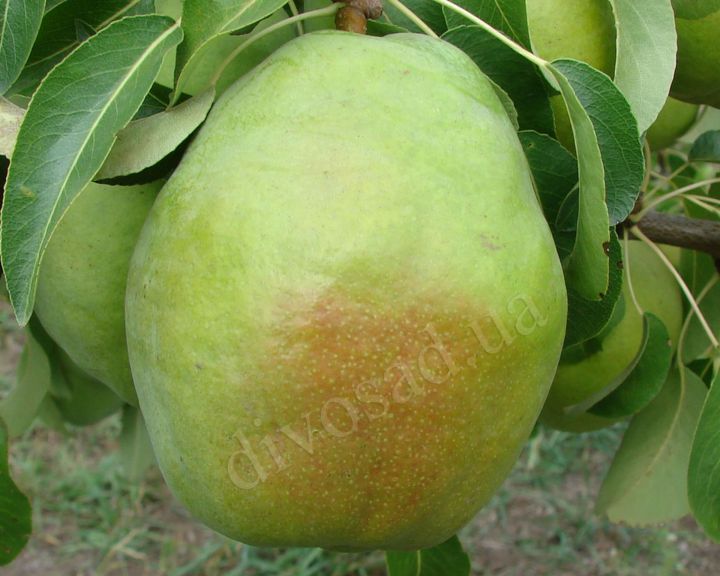 ИЗУМРУДНАЯ