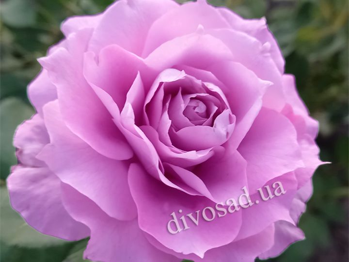 Роза  ШТАМБОВАЯ «НОВАЛИС, h=140-150 см, 2 года»