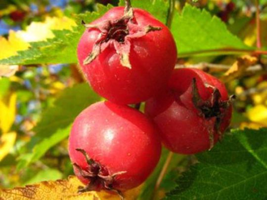 Овощной коктейль для похудения в блендере