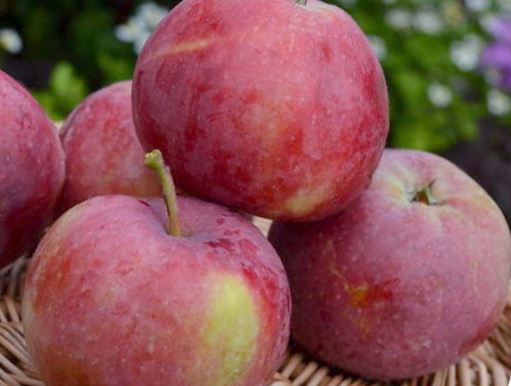 Летние сорта яблонь. Купить Саженцы яблонь летних сортов ТМ Дивосад