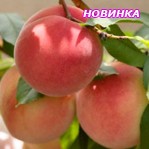 Персик БЕЛЫЙ ЛЕБЕДЕВА