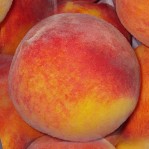 Персик ТОП СВИТ /Top Sweet (Т5)