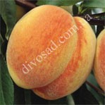 Персик ВИРГИЛ /Virgil Peach (Т4)