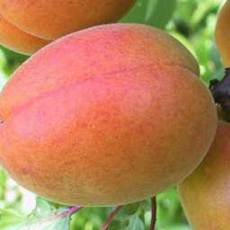 Самоплодные сорта абрикоса ЦЕГЛЕДИ БИБЕР, 2 года