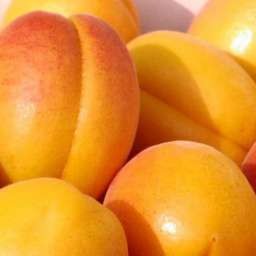 Средние сорта абрикоса ДЖУМБО КОТ*, 2 года