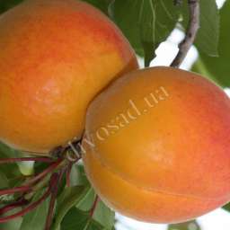 ЭРЛИ ОРАНЖ/Early Orange