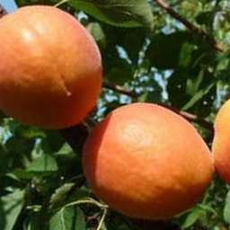 Самоплодные сорта абрикоса ФАРБЕЛИ*, 2 года