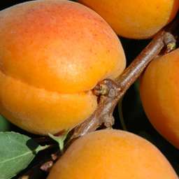 Поздние сорта абрикоса ФАРКЛО, 2 года