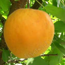Сорта абрикоса с высокой зимостойкостью ГОЛД РИЧ*, 2 года