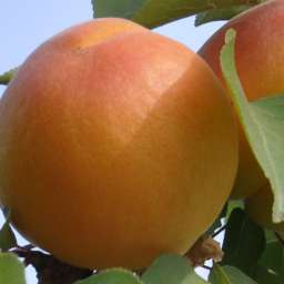 Сорта абрикоса с высокой зимостойкостью КАРМЕН ТОП, 2 года