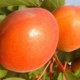 Самоплодные сорта абрикоса КИОТО*, 2 года