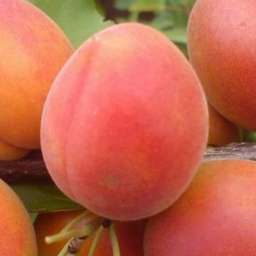 Сорта абрикоса с высокой зимостойкостью ЛЕДЖУНА*, 2 года