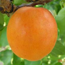 Ранние сорта абрикоса ЛЕСКОРЕ, 2 года