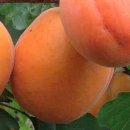 Самоплодные сорта абрикоса МЕДИАБЕЛЬ*, 2 года