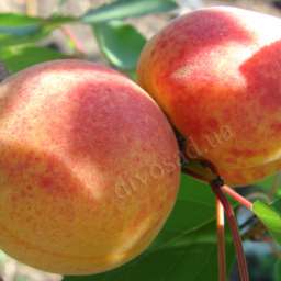 Сорта абрикоса с высокой зимостойкостью ОБОЛОНСКИЙ*, 2 года