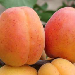 Сорта абрикоса, устойчивые к болезням* ПЕТРОПАВЛОВСКИЙ*, 2 года