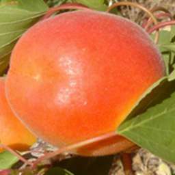 Сорта абрикоса с высокой зимостойкостью ПИНКОТ*, 2 года