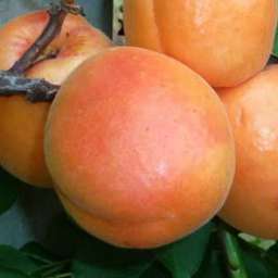 Сорта абрикоса с высокой зимостойкостью ПРИМАРИС*, 2 года