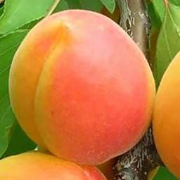 Сорта абрикоса с высокой зимостойкостью ВОНДЕРКОТ*, 2 года