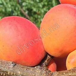Самоплодные сорта абрикоса ХАРКОТ, 2 года