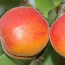 Самоплодные сорта абрикоса ХАРОГЕМ*, 2 года