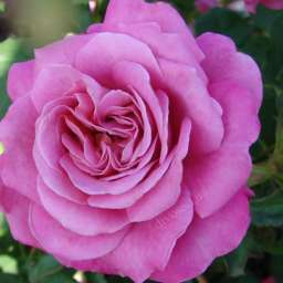 Красные, пурпурные  и малиновые сорта парковых  роз АГНЕС ШИЛЛИНГЕР