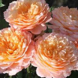 Персиковые, жёлтые, оранжевые сорта парковых  роз АНДРЕ ТЮРКА