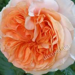 Персиковые, жёлтые, оранжевые сорта парковых  роз ЧИППЕНДЕЙЛ