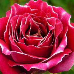 Красные, пурпурные  и малиновые сорта парковых  роз БАРОН ЖИРО ДЕ ЛЕН