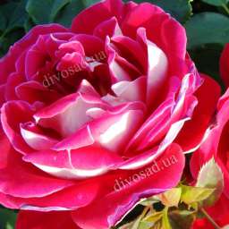 Кремовые, бело-розовые, белые сорта парковых роз БЕЛЬ ДЕ СЕГОЗА, h=140 см, 2 года