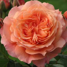 Персиковые, жёлтые, оранжевые сорта парковых  роз БЕЛЬВЕДЕР