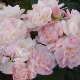 Кремовые, бело-розовые, белые сорта парковых роз БУКЕ ПАРФЕ