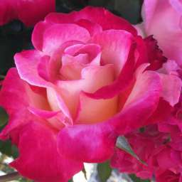 Красные, пурпурные  и малиновые сорта парковых  роз ДИК КЛАРК