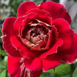 Красные, пурпурные  и малиновые сорта парковых  роз ДОКТОР МАССАД