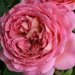 Красные, пурпурные  и малиновые сорта парковых  роз ЛАДЮРЕ