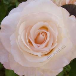 Кремовые, бело-розовые, белые сорта парковых роз МАРТИН ГИЙО, h=150 см, 2 года