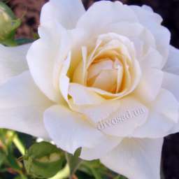 Кремовые, бело-розовые, белые сорта парковых роз НАДИН КСЕЛЛА-РИЧЧИ