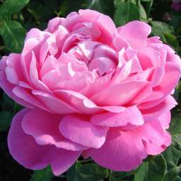 Красные, пурпурные  и малиновые сорта парковых  роз ПОЛЬ НЕЙРОН